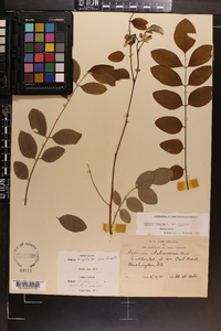 Robinia hispida image