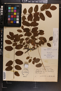 Robinia hispida image