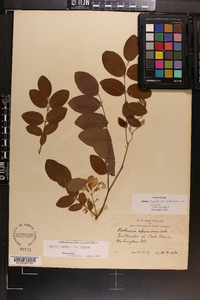 Robinia hispida image