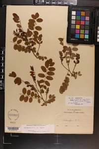 Robinia hispida image