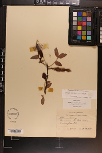 Robinia hispida image