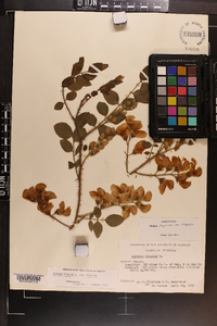 Robinia hispida image