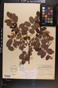 Robinia hispida image