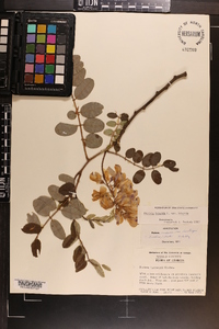 Robinia hispida image