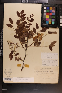 Robinia hispida image