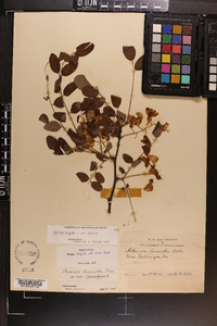 Robinia hispida image