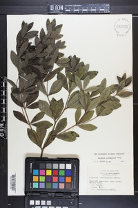 Baptisia nuttalliana image