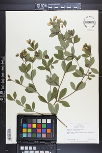 Baptisia nuttalliana image