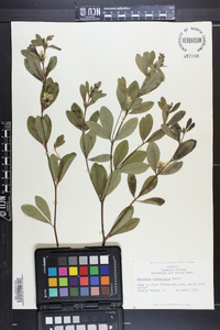 Baptisia nuttalliana image