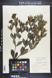 Baptisia nuttalliana image