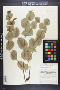 Baptisia perfoliata image