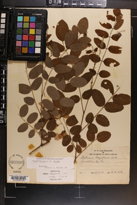 Robinia hispida var. hispida image