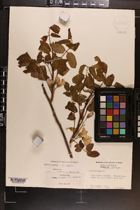 Robinia hispida var. hispida image