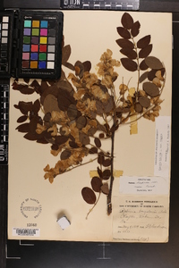 Robinia hispida image