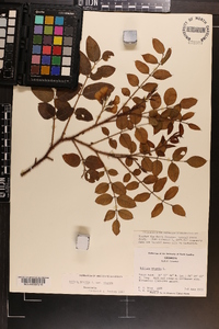 Robinia hispida image