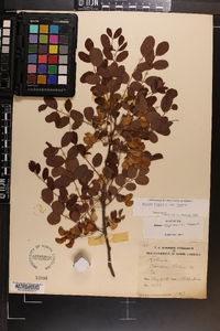 Robinia hispida image