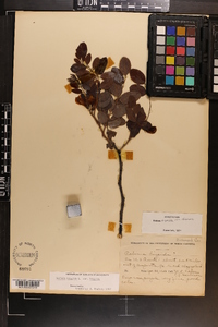 Robinia hispida image