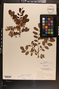 Robinia hispida image