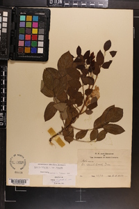 Robinia hispida image