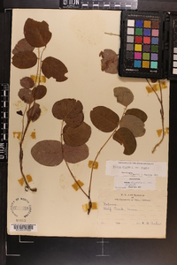 Robinia hispida image