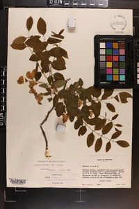 Robinia hispida image