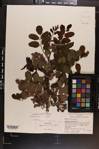 Robinia hispida image