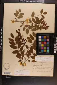 Robinia hispida image