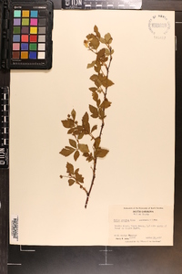 Rubus argutus image