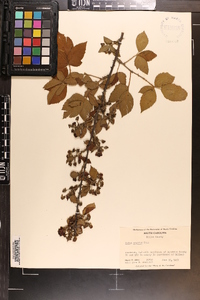 Rubus argutus image