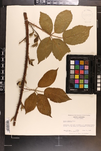 Rubus argutus image