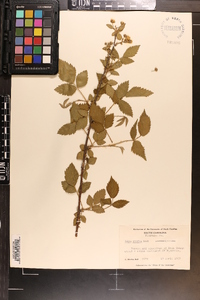 Rubus argutus image