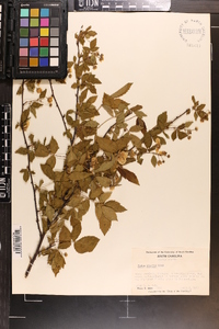 Rubus argutus image