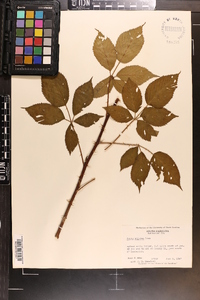 Rubus argutus image