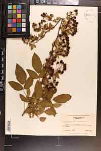 Rubus argutus image