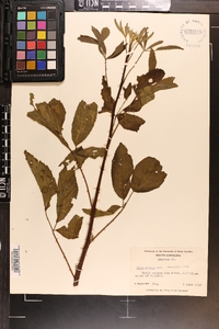 Rubus argutus image