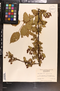 Rubus argutus image