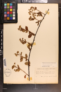 Rubus argutus image