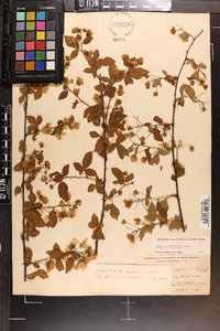 Rubus argutus image