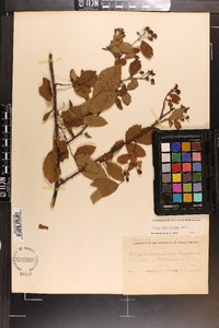 Rubus argutus image