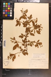 Rubus argutus image