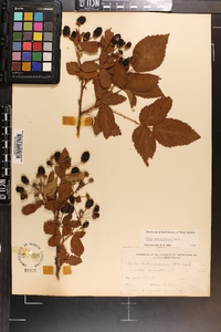 Rubus argutus image