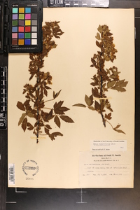 Rubus argutus image