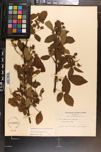 Rubus argutus image