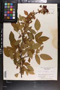 Rubus argutus image