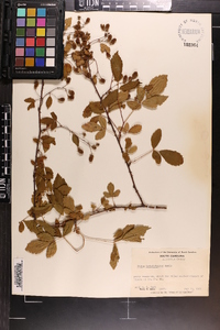 Rubus argutus image