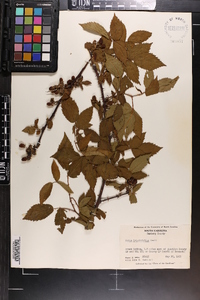 Rubus argutus image