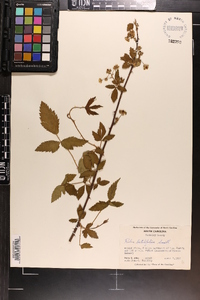 Rubus argutus image