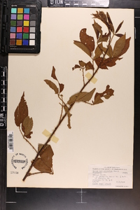 Rubus argutus image