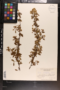 Rubus argutus image