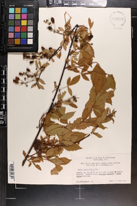 Rubus argutus image